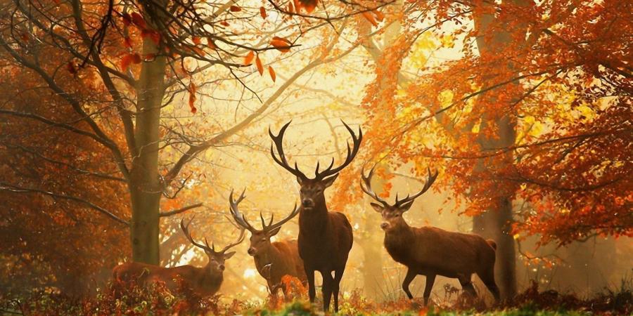 Forest-Pictures-With-Animals.jpg